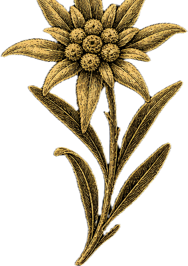Edelweiß-Blüte